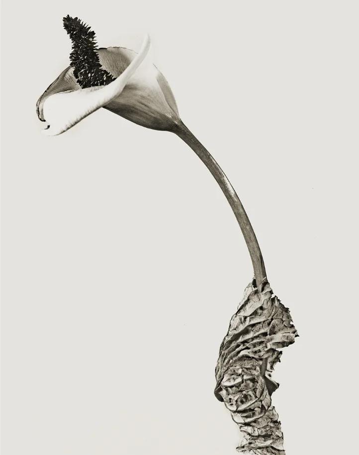 Mirabilia. Joan Fontcuberta - Image 2