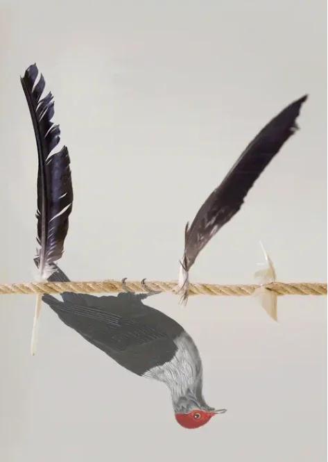 Two Birds and a Stone